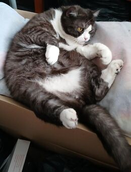 Seltener American Shorthair Snowshoe abzugeben - Duisburg Zentrum