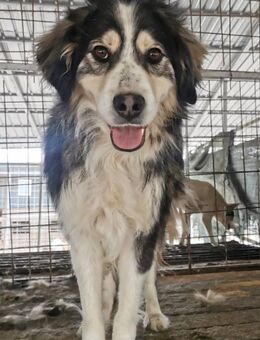 Toto sucht ein nettes Zuhause - Blankenheim (Nordrhein-Westfalen)