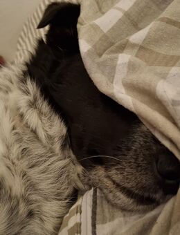 Unser Hund ist schwer krank - wer hilft uns? - Berlin