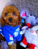 Pudel Deckrüde Ahnentafel Laboklin Test in 49565