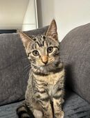 Süße Akh/Ekh Katzenmädchen suchen ein Liebevolles Zuhause in 21079