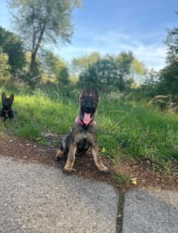 Deutscher Schäferhund Grau LK - Gernsheim (Schöfferstadt) Zentrum