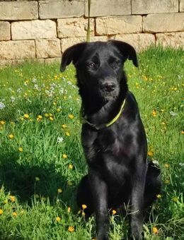 Pearl sucht ihre Menschen - Fronreute