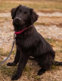 JUNAK🩵verspielter, lieber best buddy - Hamburg