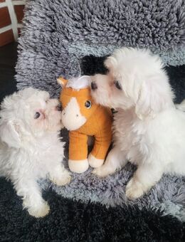 Malteser welpen - Haren (Ems)