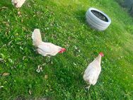 3 Hühner zu verkaufen - Dortmund Hombruch