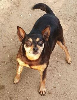 🐾 PEGGI Kleine Lady mit großem Herz🐾 - Wettenberg