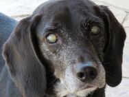 Mia 6 -blind,stolpert in andere Hunde- - Oldenburg