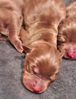 Magyar Vizsla x Dobermann Mischlinge! - Elz