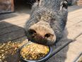 Teacup-Schweinchen Piggeldy & Frederick suchen ein neues Zuhause in 06785