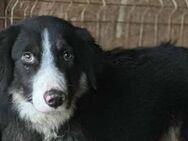 Rune ist ein Überlebenskünstler 🐾 - Elsdorf (Nordrhein-Westfalen)