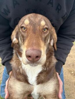 Kimbo01/23 - Augenweide sucht - Heppenheim (Bergstraße)