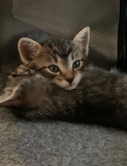 Zwei süße Kitten zu vergeben - Berglen
