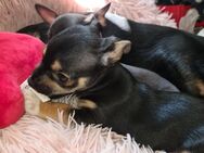 Kleines Chihuahua-zwergpinscher Mix Baby - Sulingen