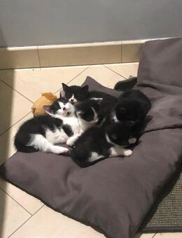 Babykatzen Schwarz / Weiß - Gelsenkirchen