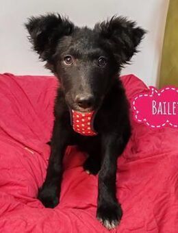 Bailey eine schwarze Perle - Mannheim