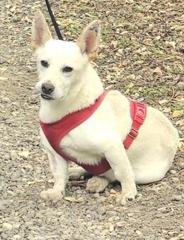 Minimann Kai sucht neues Zuhause! - Duisburg