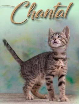 Chantal, ein verspieltes Katzenkind - Brunstorf