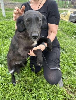 LYNN ❤️🐾 ca 45cm, ruhig und liebenswer - Eichendorf