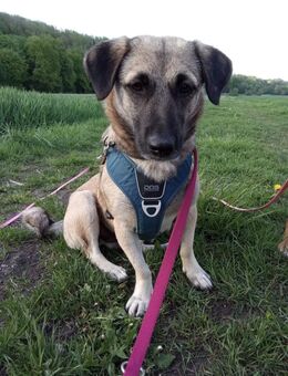 Vera sucht Zuhause - Bobingen