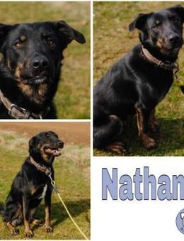 NATHAN * spezial anhänglich - Duisburg