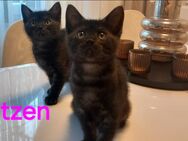 Bkh mix kitten - Bochum