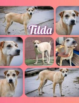 ♡Tilda♡ - sucht ein liebevolles Zuhause - Alfeld (Leine)
