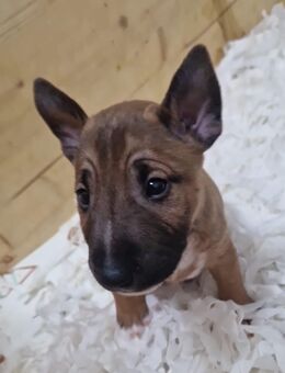 4 Mini Bully Welpen - Unterensingen