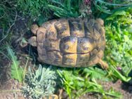 Griechische Landschildkröte Weibchen - Oer-Erkenschwick