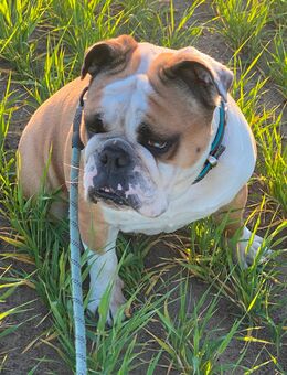 Wunderschöne English Bulldog Hündin sucht neues Zuhause - Wriezen Zentrum