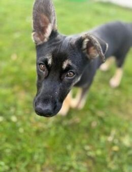 Pacita 40 cm (Nov 25) Pflegestelle - Alpenrod