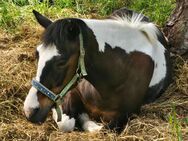 Stute zu verkaufen - Zittau Hirschfelde