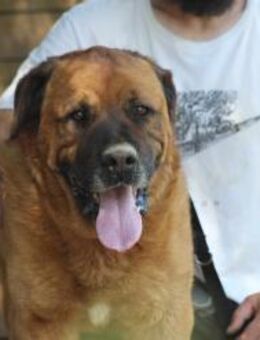 OLIVER - menschenbezogener ruhiger Riese - Aerzen