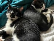 Simba&Nayla - Traumduo sucht Zuhause - München