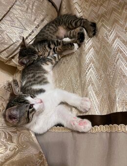 Süßes Katerchen sucht liebevolles Zuhause - Frankfurt (Main) Riederwald