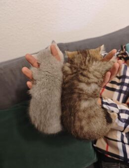 Bkh baby Katze - Saarbrücken