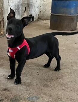 Pfiffige kleine Hanni wartet in Sofia - Berlin