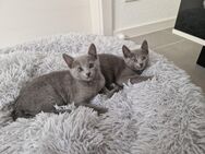 Reinrassige Russisch Blau Kitten - Aldingen