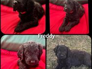 Verkaufen Lagotto-Doodle-Welpen - Rackwitz