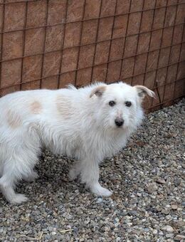 FLUSE ❤️ sucht Familie mit Geduld - Mylau