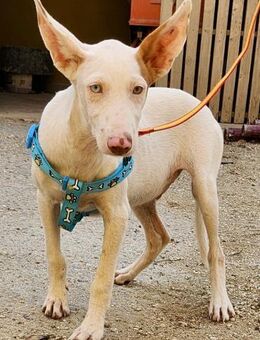 Bombon, agil, freundlich, neugierig - Westerholt