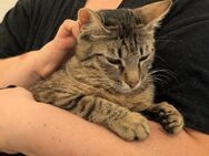 Unser zartes Katzenseelchen Findus - Berlin