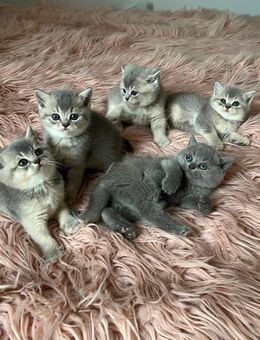 Reinrassige BKH Kitten - Neuss