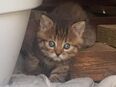 3 kleine Katzenbabys suchen noch ein zuhause.sind zwei Mädels und ein junge in 06711