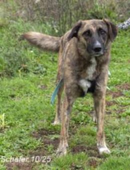 Luke ist ein sehr lieber Kerl - Egelsbach