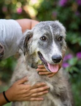 Ruby 💚💚💚 möchte gefallen - Herxheim (Landau)