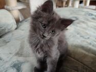 Reinrassiges Main Coon Kitten aus Hobbyzucht - Tacherting