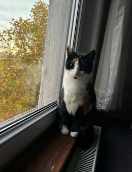 2 Katzen suchen neues Zuhause - Homburg