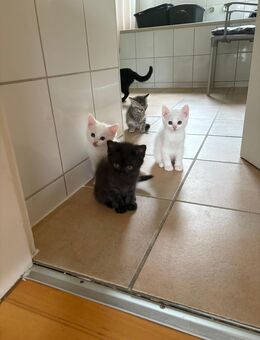 Hauskatze - Langenfeld (Rheinland)