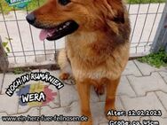 WERA - Hundeglück für immer gesucht - Waakirchen